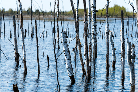 reflections of old tree trunks in blue pond water. spring in countryの写真素材