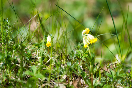 abstract green foliage background in forest with harsh shadows and fresh leavesの写真素材