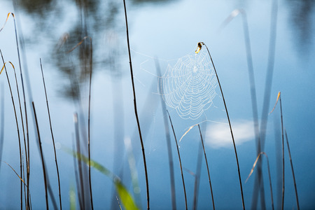Beautiful spiderweb with dew drops in summer meadow after the rain with neutral backgroundの写真素材