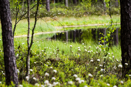 Misty morning in the woods with tree trunks and green foliage and fresh grass of spring