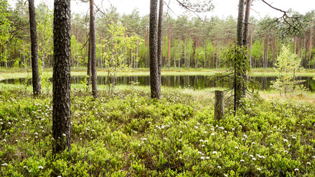 Misty morning in the woods with tree trunks and green foliage and fresh grass of springの写真素材