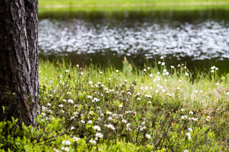 Misty morning in the woods with tree trunks and green foliage and fresh grass of springの写真素材