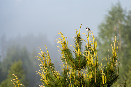 small wagtail bird on a pine tree branch in early morning in summerの写真素材