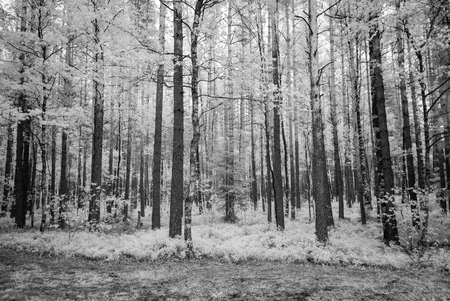 summer forest with harsh shadows and clouds. infrared imageの写真素材