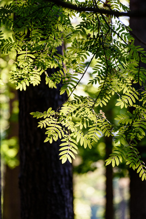 rowan tree leaves in harsh sunlight with tree trunks in backgroundの写真素材