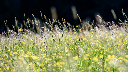 midsummer countryside meadow with flowers. abstract close up neutral background. white and yellow plants bloomingの写真素材