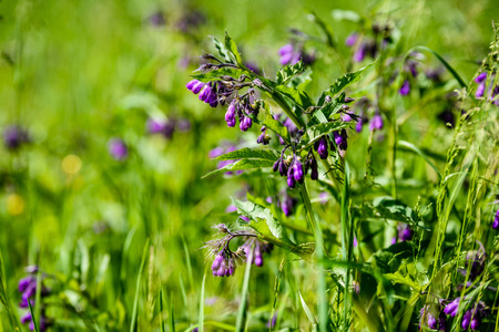 midsummer countryside meadow with flowers. abstract close up neutral background. white and yellow plants bloomingの写真素材