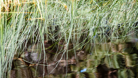 midsummer countryside lake with reflection. abstract close up neutral background. white and yellow plants bloomingの写真素材