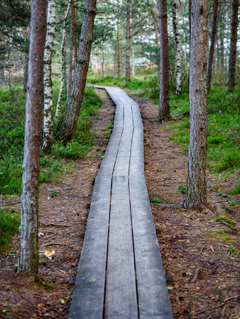 wooden footpath in swamp with beautiful evening sun light in green foliage of summer bog. perspective viewの写真素材
