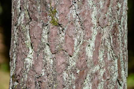 pine tree bark in the forest in summer