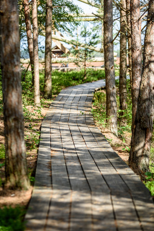 wooden footpath in swamp with beautiful evening sun light in green foliage of summer bog. perspective viewの写真素材