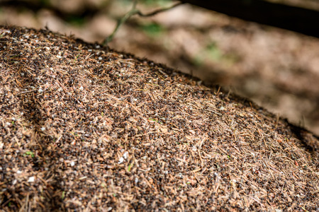 Close-up of ants nest. Large ant hill in summer forest. Anthill.の写真素材