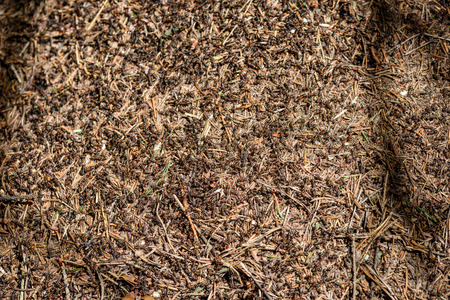 Close-up of ants nest. Large ant hill in summer forest. Anthill.の写真素材