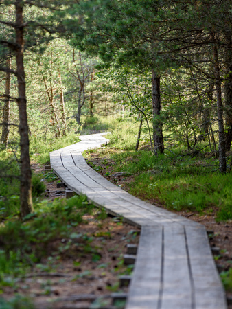 wooden footpath in swamp with beautiful evening sun light in green foliage of summer bog....