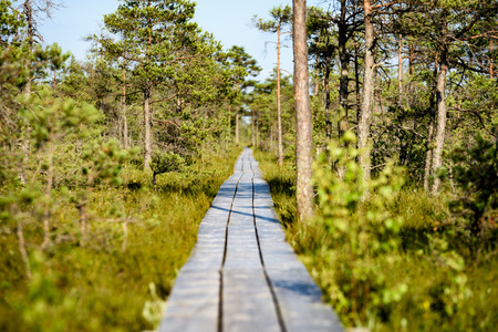 wooden footpath in swamp with beautiful evening sun light in green foliage of summer bog. perspective viewの写真素材