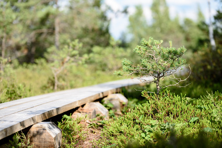 wooden footpath in swamp with beautiful evening sun light in green foliage of summer bog....