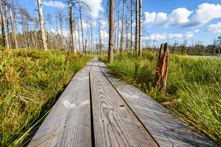wooden footpath in swamp with beautiful evening sun light in green foliage of summer bog. perspective viewの写真素材