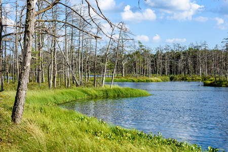 White clouds on the blue sky over forest lake with reflections