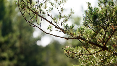 lush early spring foliage - vibrant green spring fresh leaves of pine tree in warm evening lightの写真素材