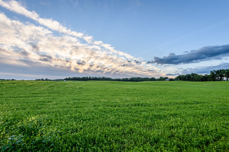 wheat fields in summer with young crops in the evening sun light with clouds above and tractor tracks in cropの写真素材