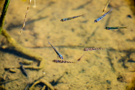 Close up of adult amber trout fish in an artificial pond. School of fish in trout farm. Bright yellow and orange fish. Breeding of trout for food industry.の写真素材