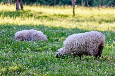 domestic sheep in countryside environment in summerの写真素材