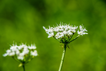 white spring flowers on green background with shallow depth of fieldの写真素材