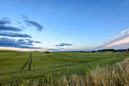wheat fields in summer with young crops in the evening sun light with clouds above and tractor tracks in cropの写真素材