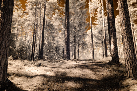 infrared camera image. colored. forest view with old trees and dark skyの写真素材