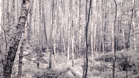 infrared camera image. colored. forest view with old trees and dark skyの写真素材