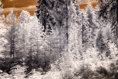 infrared camera image. colored. forest view with old trees and dark skyの写真素材