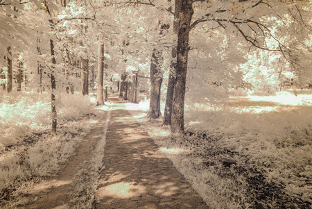 infrared camera image. colored. gravel road in countryside with trees and shadowsの写真素材