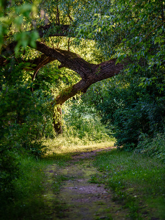 dark gravel pathway road in evening forest with low light effect in green summerの写真素材