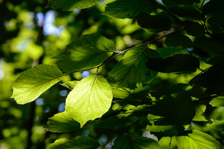 green leaves on a bed of green bush with flowers and tree branches