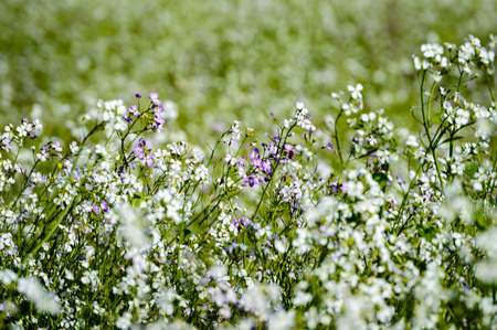 white spring flowers on green background with shallow depth of fieldの写真素材