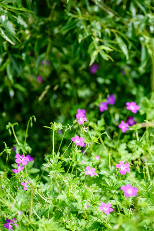 purple spring flowers on green background with shallow depth of fieldの写真素材