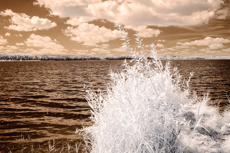 forest by the lake in hot summer day. tree leaves and reflections in water. infrared colored imageの写真素材