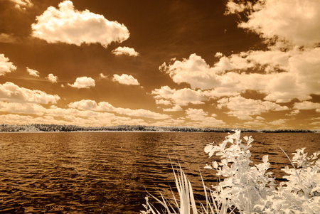 forest by the lake in hot summer day. tree leaves and reflections in water. infrared colored imageの写真素材
