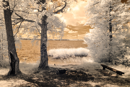 forest by the lake in hot summer day. tree leaves and reflections in water. infrared colored imageの写真素材