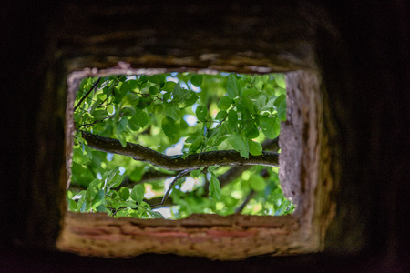 forest trees. nature green wood sunlight backgrounds.の写真素材