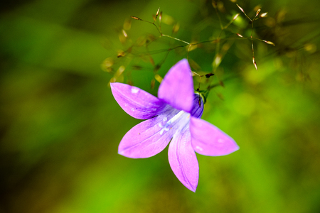 purple spring flowers on green background with shallow depth of fieldの写真素材