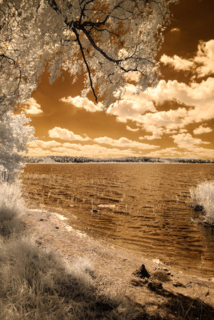 forest by the lake in hot summer day. tree leaves and reflections in water. infrared colored imageの写真素材