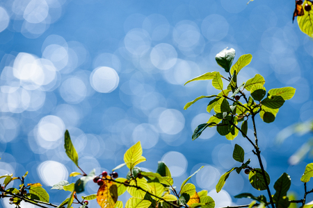green leaves on a bed of sparkling blue water with background blur rings and bokehの写真素材