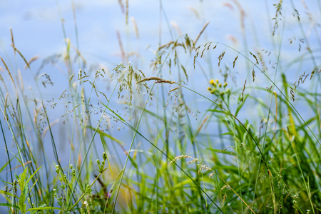 abstract lush of summer flowers and bents in evening sun with blur backgroundの写真素材