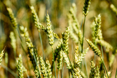 Summer Landscape with Wheat Field and Clouds in latvia. close up shoot of grain