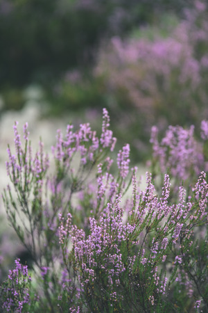 forest heather flowers and blossoms in spring blooming in natural environment. blur background - vintage film lookの写真素材