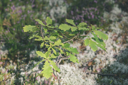 oak tree leaves in early summer against blue sky - vintage old lookの写真素材