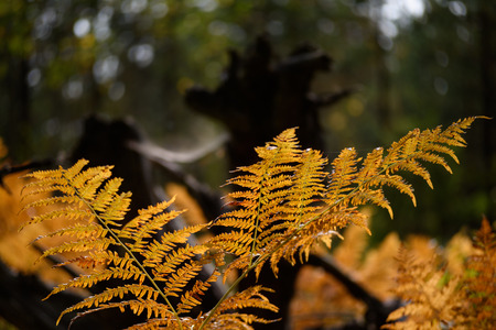 burning red fern leaves on dark background with foliage in dry sunny autumn. forests of Latviaの写真素材
