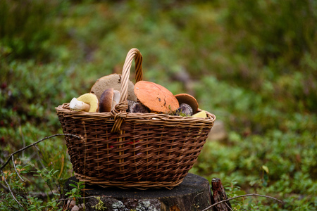 beautiful wooden woven basket in front of forest heather with mushrooms and blur background and copy space in autumnの写真素材