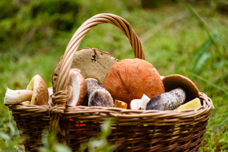 beautiful wooden woven basket in front of forest heather with mushrooms and blur background and copy space in autumnの写真素材
